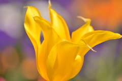 yellow tulip♡