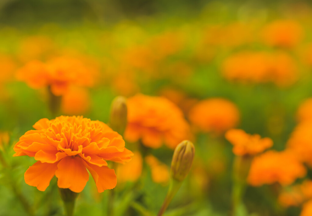 夏のお花畑