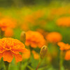 夏のお花畑