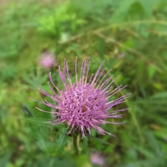 岩屋堂公園に咲いてたお花♪