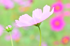 コスモス畑♡
