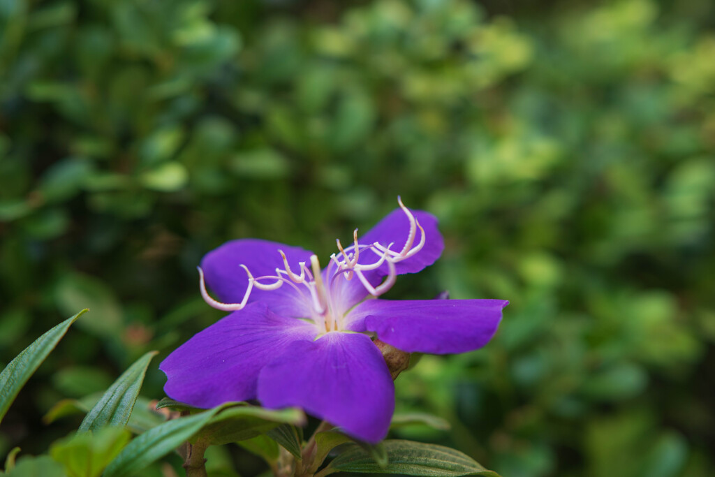 秋の植物園