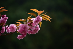 八重桜