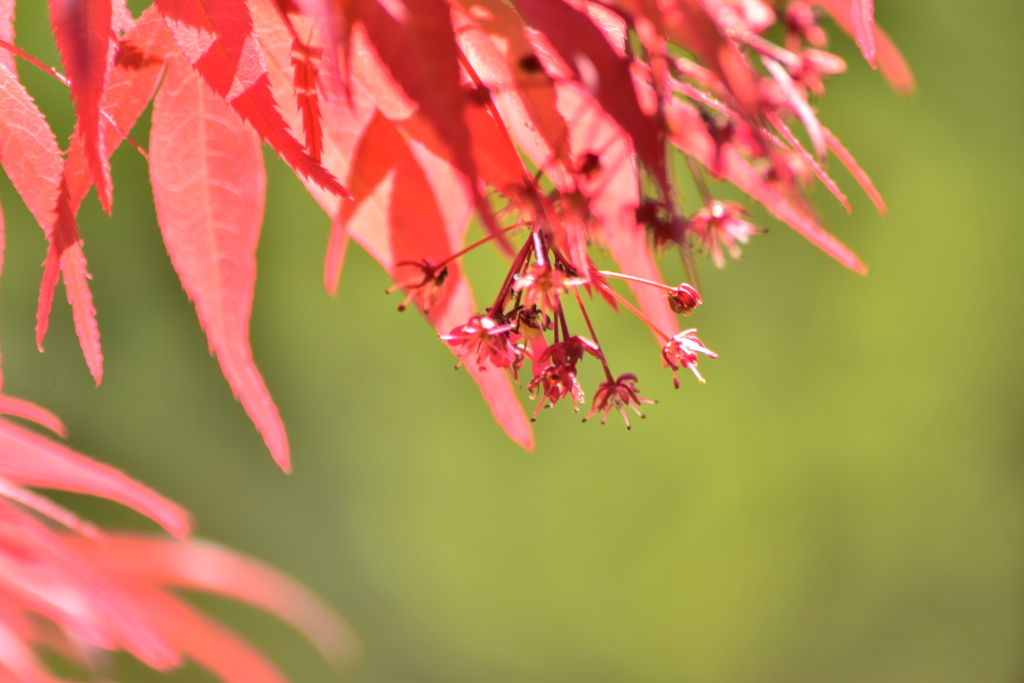 春の紅葉♪