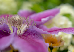 植物園で出会ったお花③