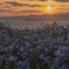 夕陽とネモフィラ