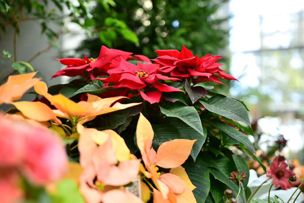 ♡Poinsettia♡