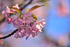 青空さくら♡