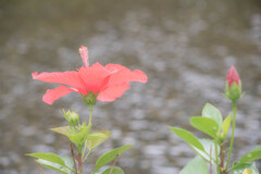 水辺のハイビスカス❀