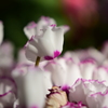 shyness…