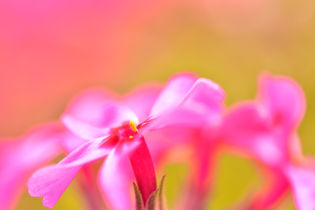 春の休日♡