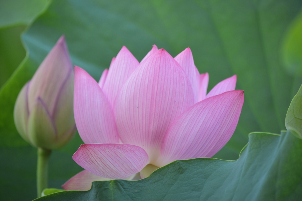「6月の花嫁」