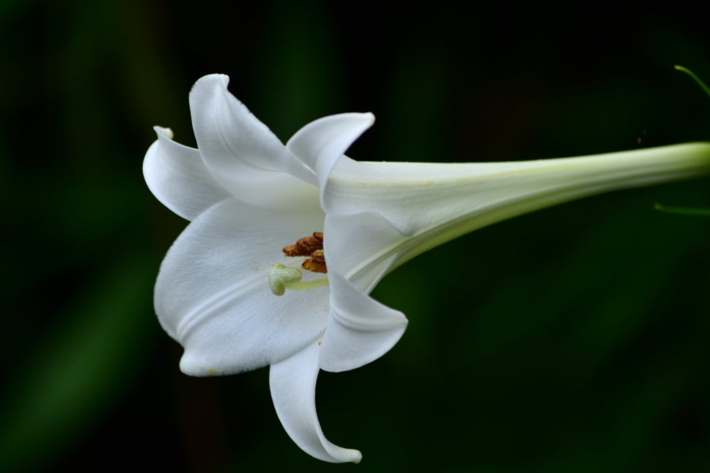 White Lily