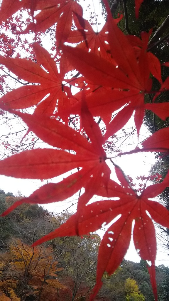 寂光院の紅葉♪