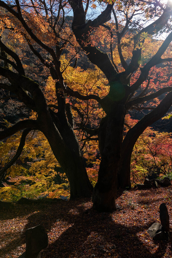 愛岐トンネル群の紅葉～大モミジ～