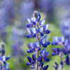  ルピナスブルー