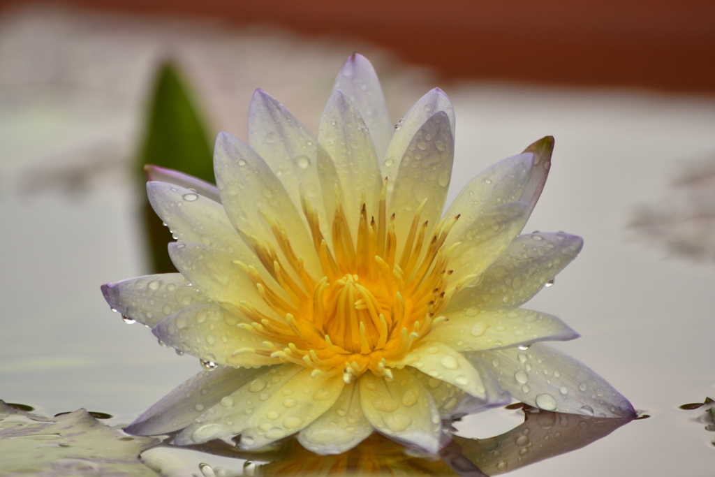 雨上がり♡