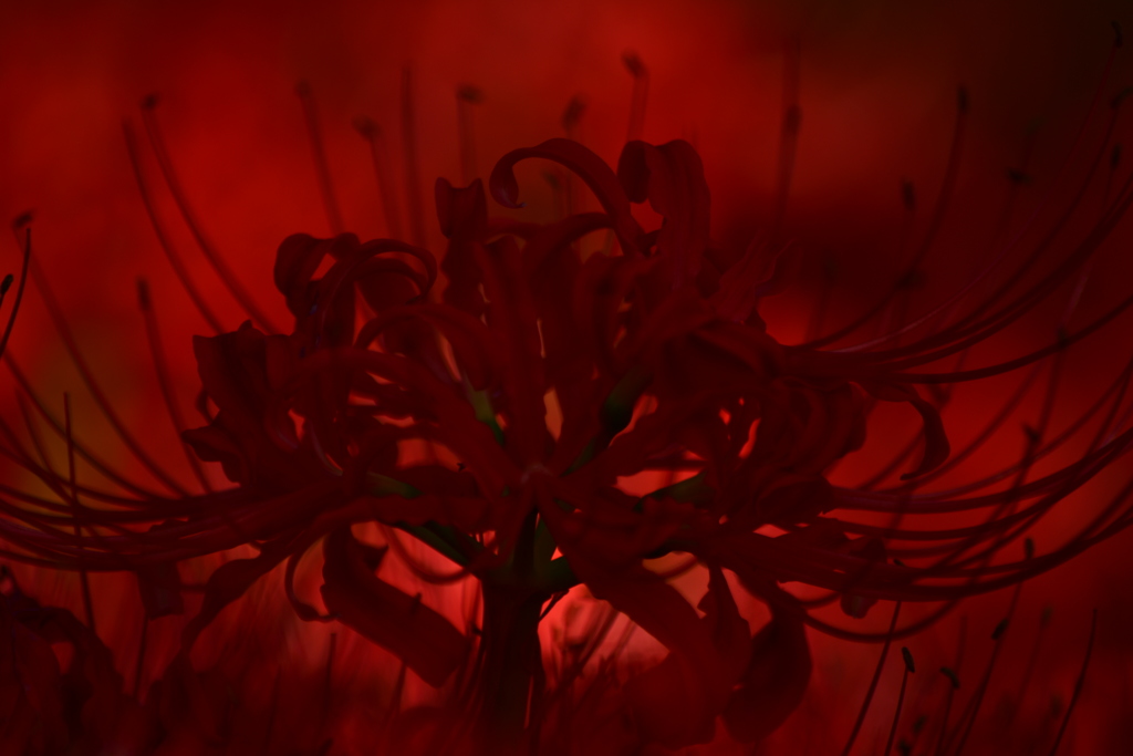 Bright red amaryllis☆