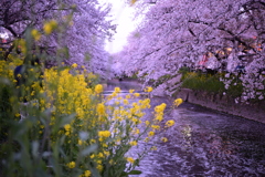 春の色☆