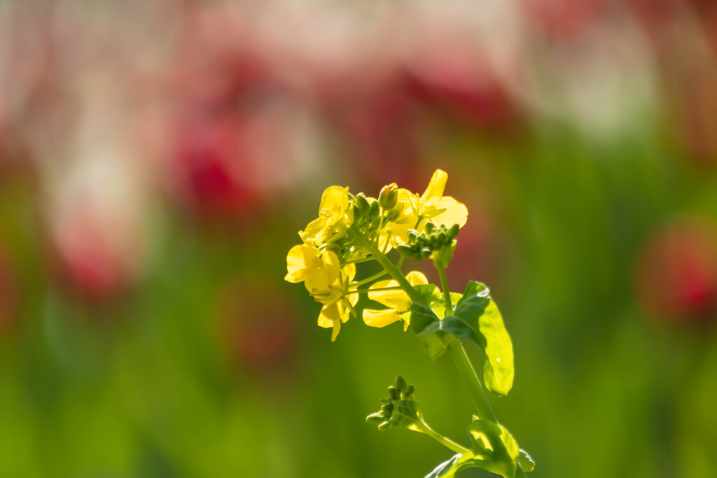 菜の花♪