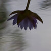水面に映る睡蓮