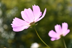 Shining　Cosmos♡