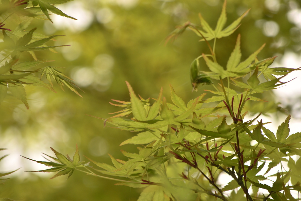 今はgreen♪