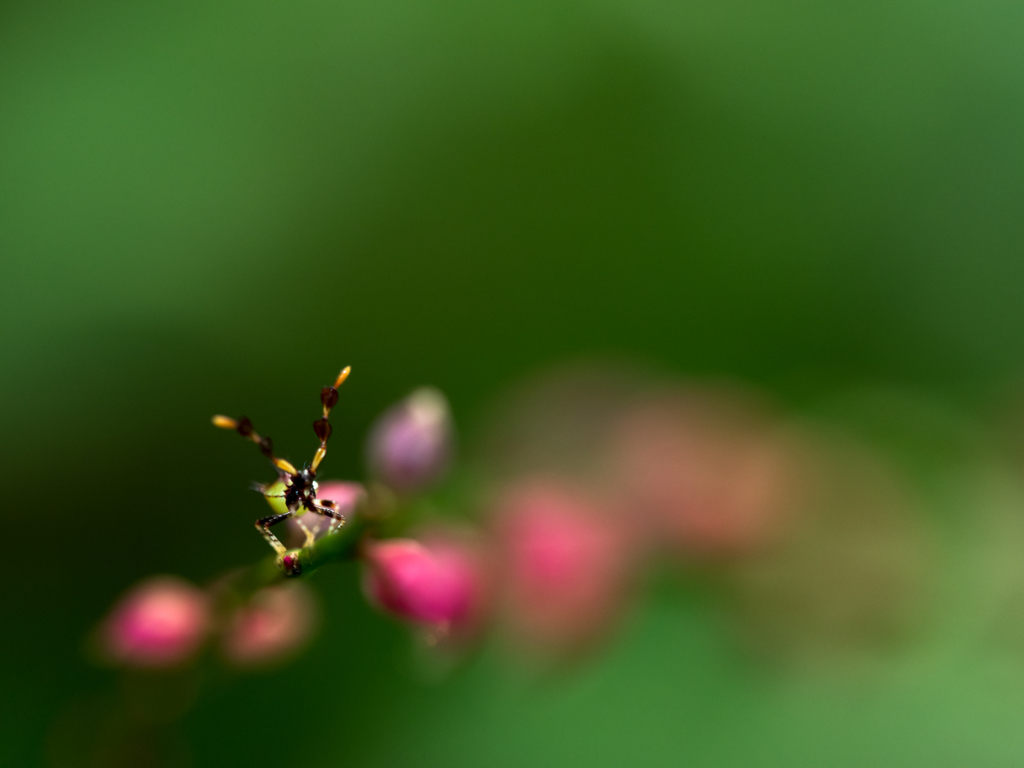 謎の虫