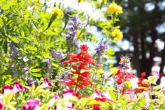 公園のお花