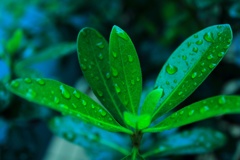 今朝の雨