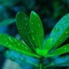 今朝の雨