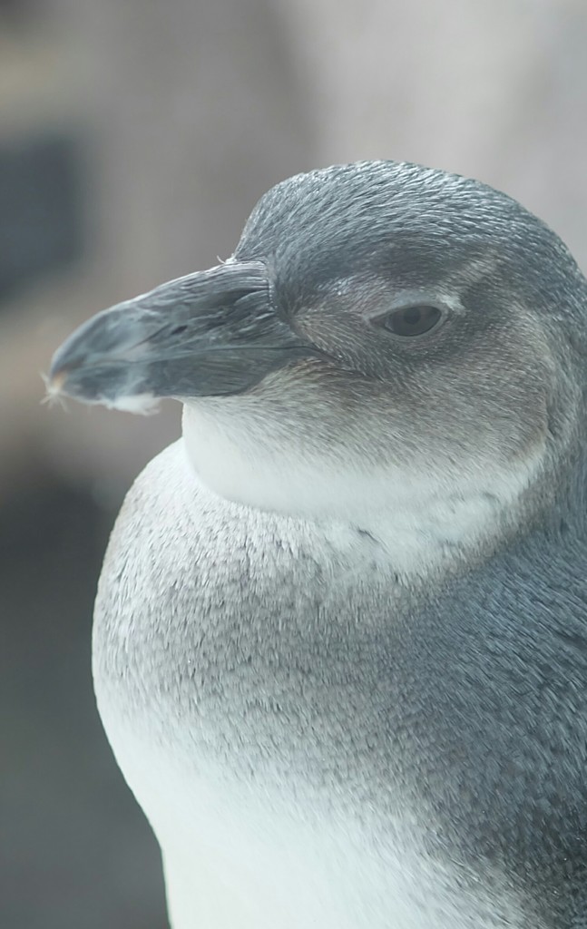 黄昏ペンギン