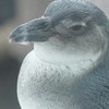 黄昏ペンギン