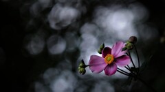 秋の付く花1