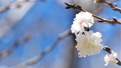 冬桜