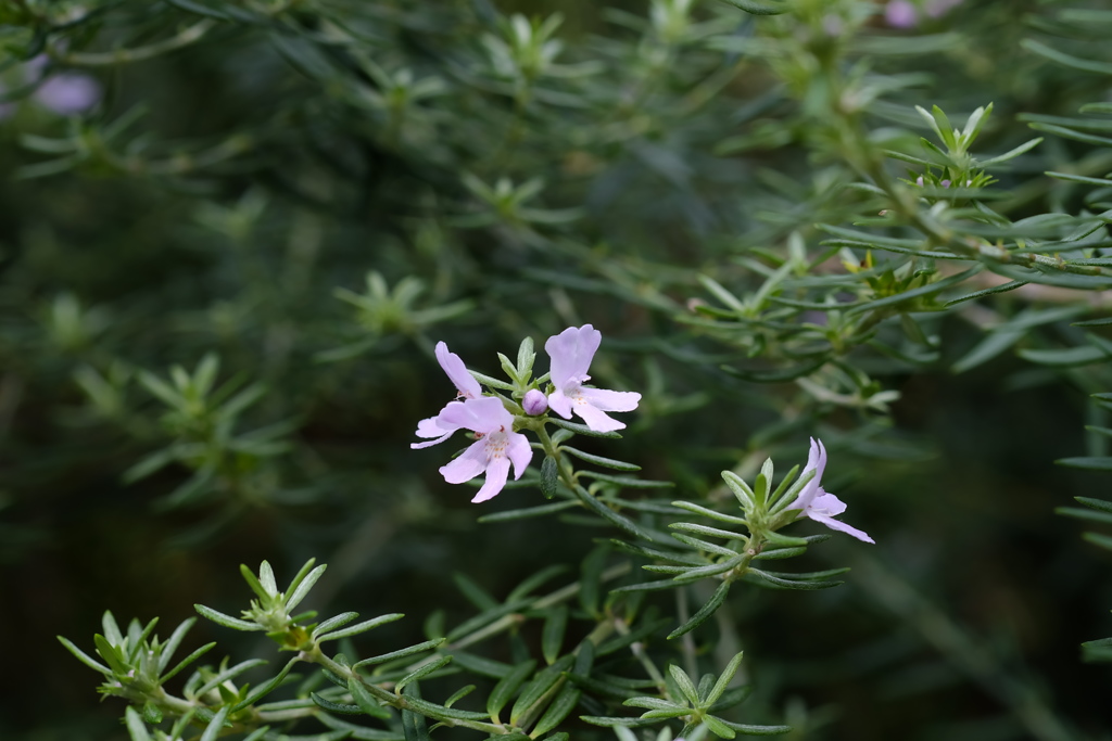 名札だけで花を忘れてました(^.^)