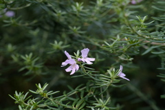 名札だけで花を忘れてました(^.^)