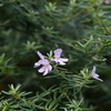 名札だけで花を忘れてました(^.^)