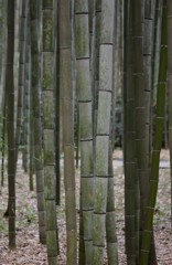 たけ