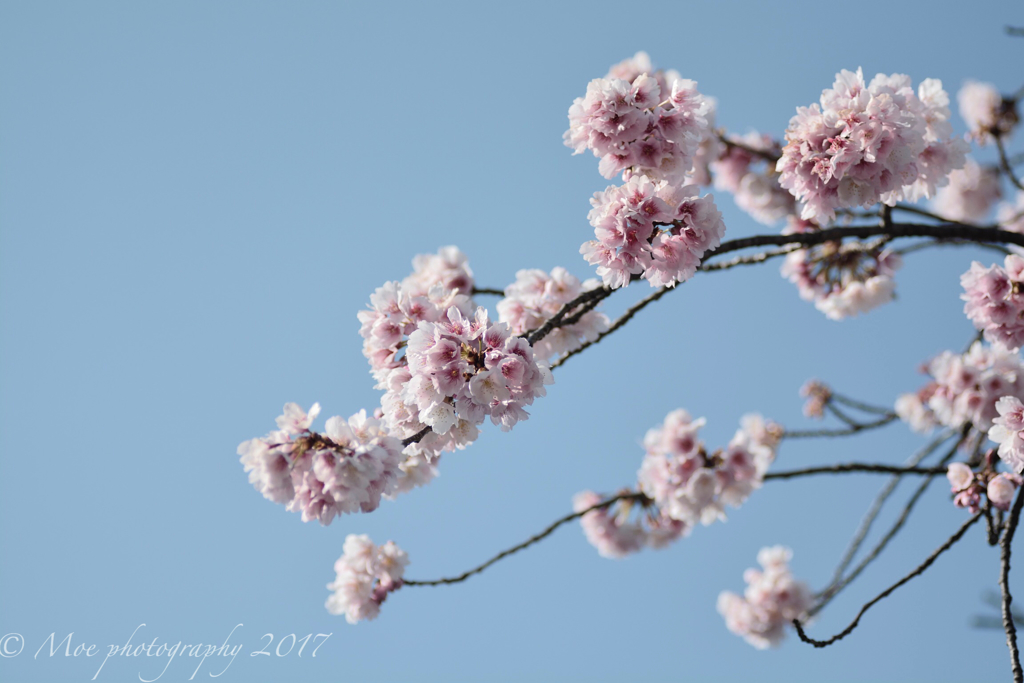 桜