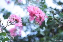 お花