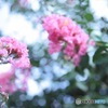 お花