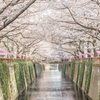 中目黒桜トンネル