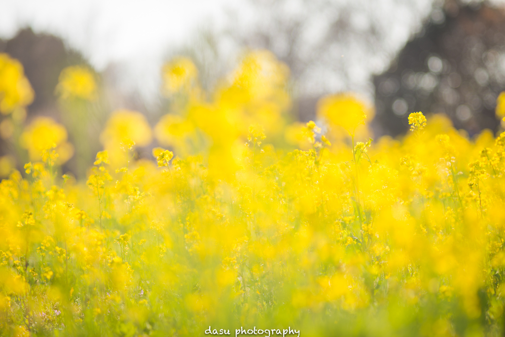 菜の花１