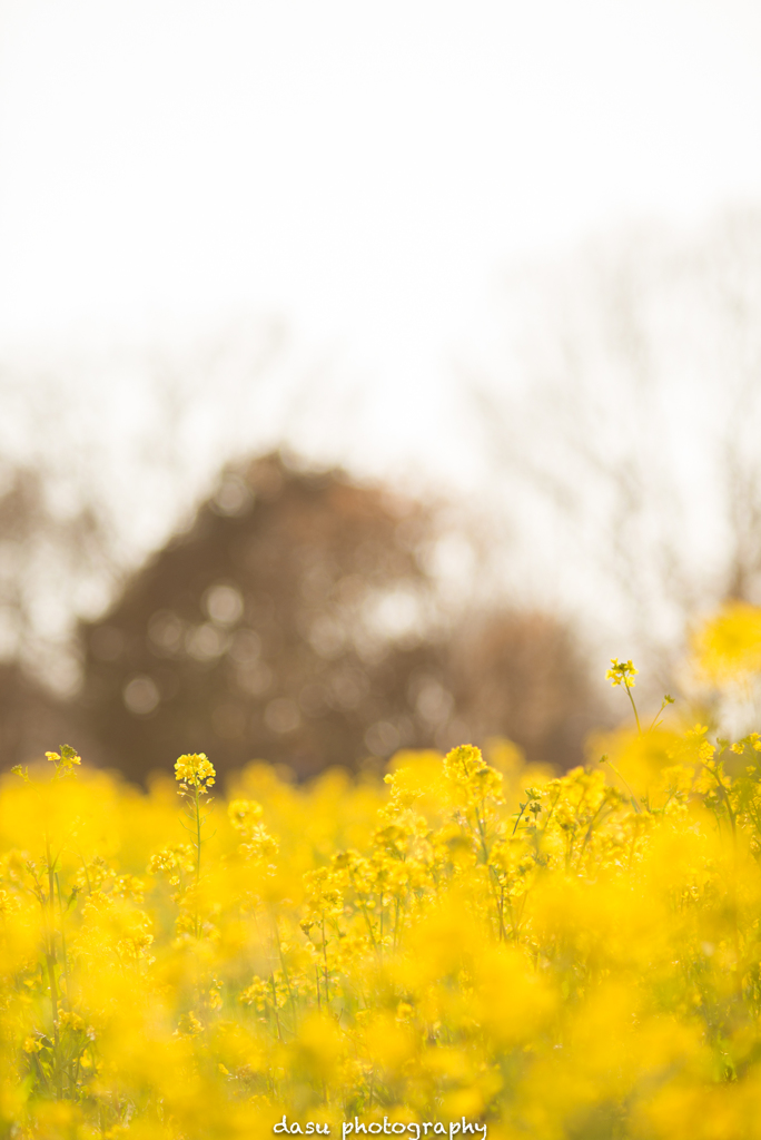 菜の花２
