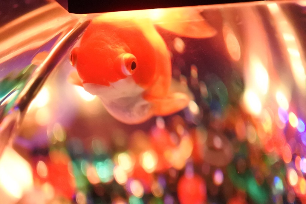 アートアクアリウム2016 大阪