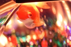 アートアクアリウム2016 大阪