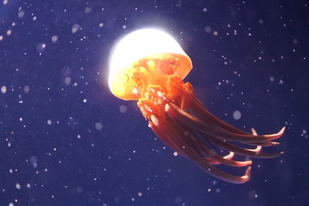 クラゲ