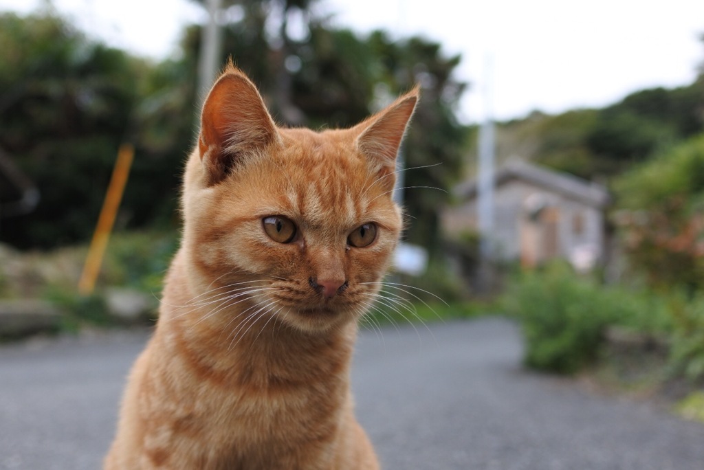 イケメン