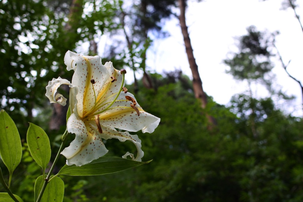 とある散策道にて